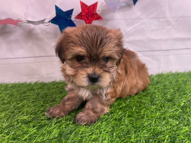 puppy, for, sale, Yorkie/Maltese, Alisa  Breedlove, dog, breeder, Waynesville, MO, dog-breeder, puppy-for-sale, forsale, nearby, find, puppyfind, locator, puppylocator, aca